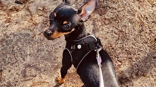 Tierheim N&uuml;rnberg: Junge H&uuml;ndin Tara sucht neues Zuhause - "das erste Mal im Leben Gassi"