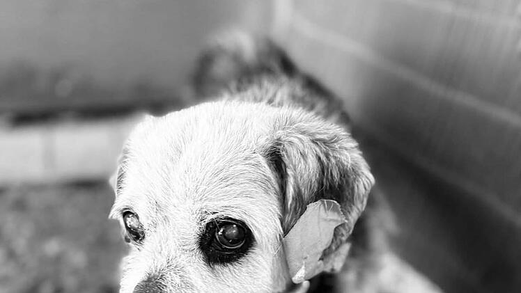 Tierheim Nürnberg mit "schrecklicher Nachricht" - zwei Hunde tot