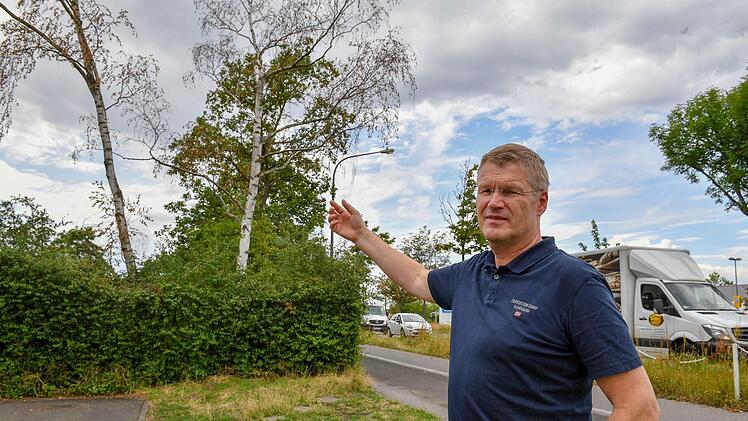 Die Birken an der Memmelsdorfer Straße in Bamberg sind laut Gartenamtsleiter Robert Neuberth innerhalb kürzester Zeit  abgestorben.  Foto: Ronald Rinklef