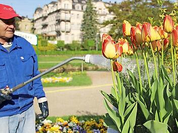 Peter Wehner von der staatlichen Kurgärtnerei muss heuer schon die Frühjahrsblumen regelmäßig gießen. Foto: Heike Beudert