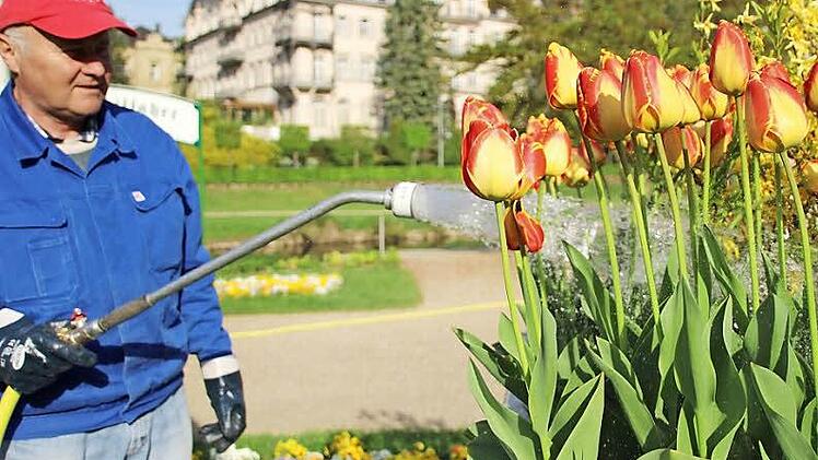 Peter Wehner von der staatlichen Kurgärtnerei muss heuer schon die Frühjahrsblumen regelmäßig gießen. Foto: Heike Beudert
