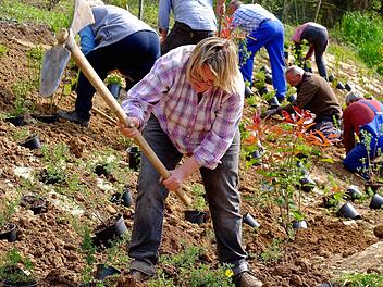 Der Obst- und Gartenbauverein verschönerte die Hammelburger Straße im Mai. Vorn im Bild Vorsitzende Margot Schottdorf. Foto: Gerd Schaar