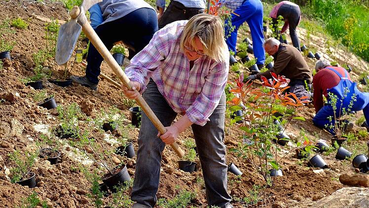 Der Obst- und Gartenbauverein verschönerte die Hammelburger Straße im Mai. Vorn im Bild Vorsitzende Margot Schottdorf. Foto: Gerd Schaar