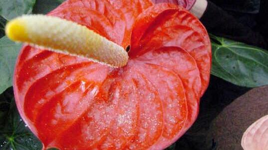 Flamingoblume - Foto: Jan-Peter Kasper/dpa