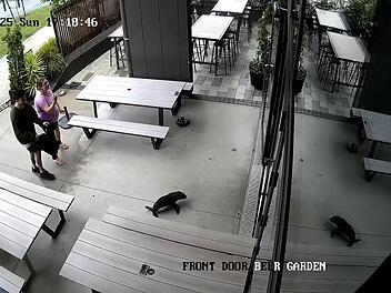 Robbenbaby in einer Bar in Neuseeland