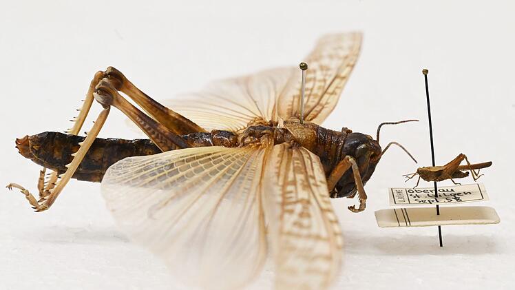 Heuschrecken im Naturkundemuseum Karlsruhe