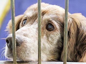 Chino, 15 Jahre, lebt schon lange im Coburger Tierheim. Und je älter er wird, desto weniger Chancen hat er, noch einmal einen neuen Herrn zu finden. Immerhin: Der Tierschutzverein wird für ihn sorgen. Foto: Simone Bastian