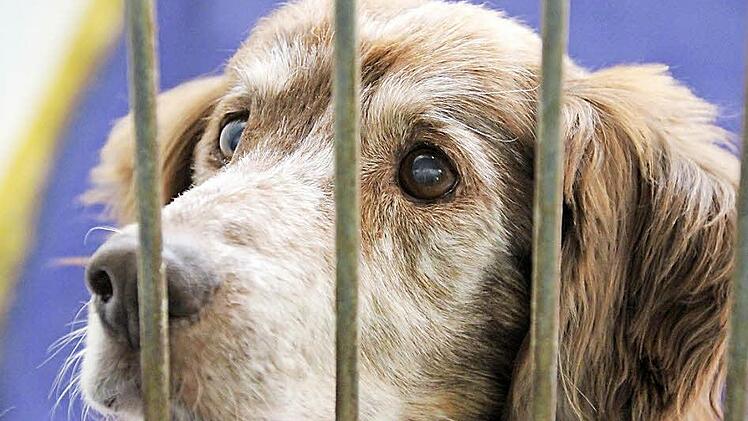 Chino, 15 Jahre, lebt schon lange im Coburger Tierheim. Und je älter er wird, desto weniger Chancen hat er, noch einmal einen neuen Herrn zu finden. Immerhin: Der Tierschutzverein wird für ihn sorgen. Foto: Simone Bastian