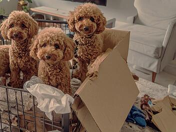 Schreckensfund im Kreis Kronach: &Uuml;ber 200 Tiere aus Wohnhaus gerettet