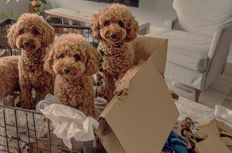 Schreckensfund im Kreis Kronach: Über 200 Tiere aus Wohnhaus gerettet