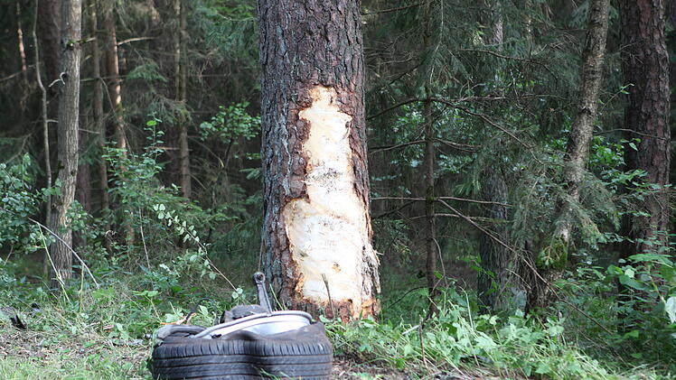 Auto kommt von Straße ab und kracht gegen Baum