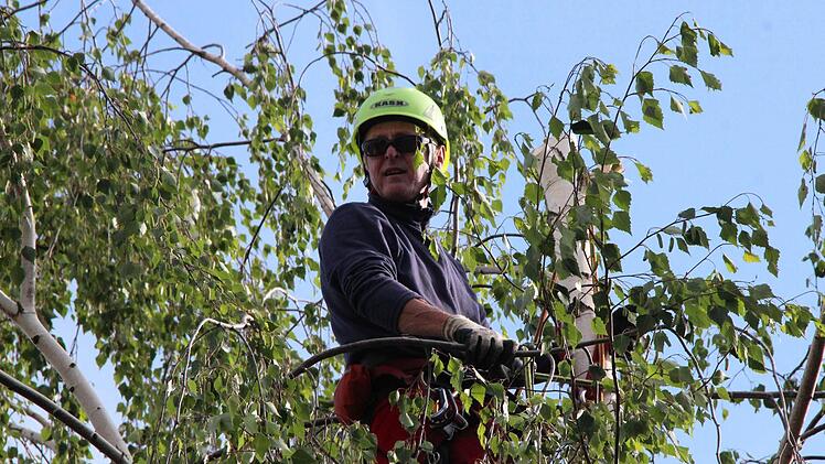 Arbeitsplatz mit besonderer Aussicht: Uwe Nawrath steht in einem Baum über den Dächern von Coburg. Als Baumpfleger mit Kletterausbildung kommt er dort hin wo Maschinen zum Beschnitt nicht eingesetzt werden können. Fotos: Thomas Heuchling