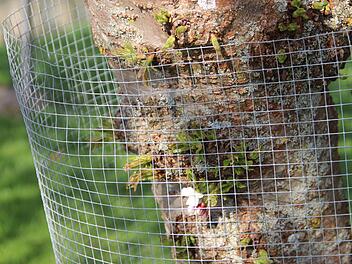 Historisch wertvolle Bäume müssen in den Bad Kissinger Kuranlagen zwischenzeitlich mit Draht vor Biberverbiss geschützt werden.Heike Beudert