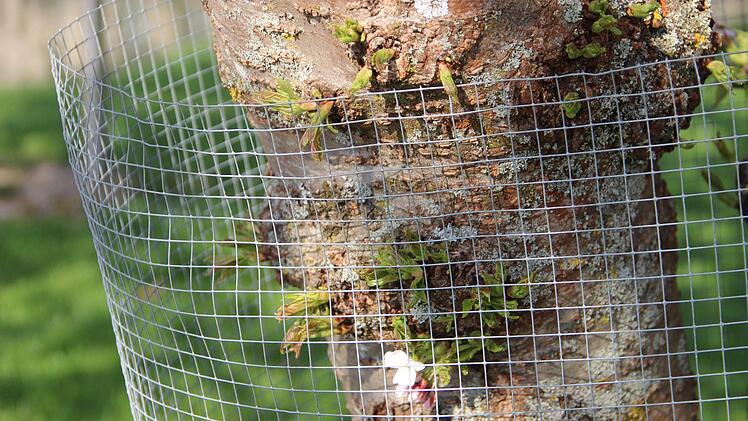 Historisch wertvolle Bäume müssen in den Bad Kissinger Kuranlagen zwischenzeitlich mit Draht vor Biberverbiss geschützt werden.Heike Beudert