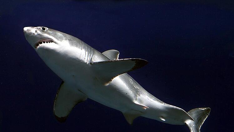 Zum ersten Mal seit Jahrzehnten wurde ein weißer Hai vor der Küste Mallorcas gesichtet. Meeresbiologen gaben an, das Tier am Donnerstag entdeckt zu haben.  Symbolbild: Randy Wilder / Monterey Bay Aquarium Foundation / dpa