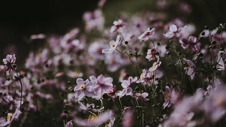Herbstblume - Herbstanemone