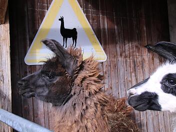 In Goßmannsdorf bei Hofheim kann man mit Lamas spazieren gehen. Das Jungtier auf dem Foto ist erst zwei Jahre alt und durfte bei dem Ausflug am Donnerstag noch nicht mit gehen.Jennifer Brechtelsbauer