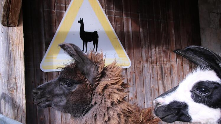 In Goßmannsdorf bei Hofheim kann man mit Lamas spazieren gehen. Das Jungtier auf dem Foto ist erst zwei Jahre alt und durfte bei dem Ausflug am Donnerstag noch nicht mit gehen.Jennifer Brechtelsbauer