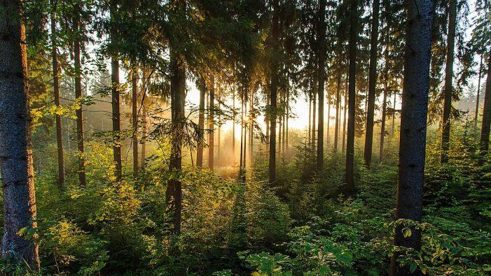 So idyllisch kann der Frankenwald aussehen, wenn man ihn ins rechte (Gegen-)Licht setzt. Foto: Stefan Friedrich
