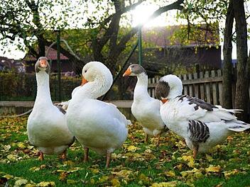 Bei Familie Bleuel in Hofbieber wachsen Rhöner Gänse gesund und in Freiland auf. Foto: Melissa Kalmund