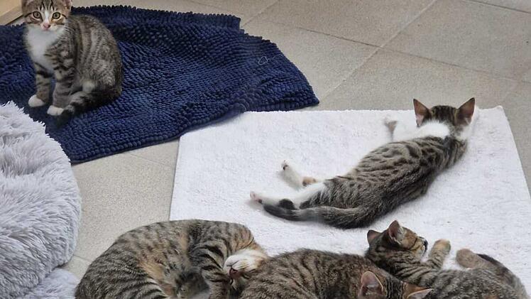 Tierheim Coburg befindet sich in problematischer Situation - "auf eure Hilfe angewiesen"