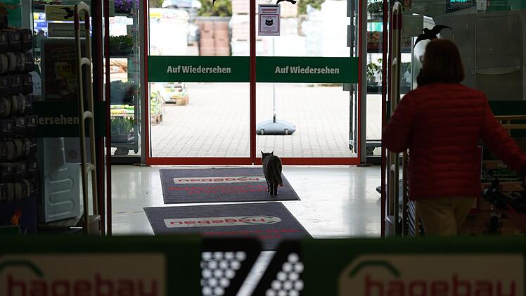 Katze "Lotti" lebt in Baumarkt