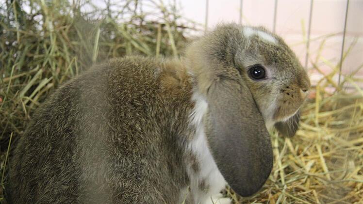 1Sogar kleine Osterhasen - Zwergwidder mit langen Hängeohren - gab es in der Frankenwaldhalle für die Wanderer zu sehen.