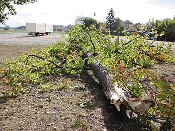 Am Festplatz in Höchstadt brach ein Kastanienbaum  auseinander.  Foto: Andreas Dorsch