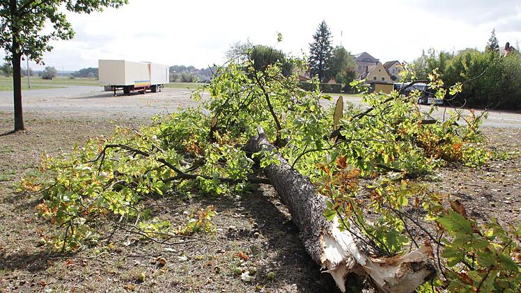 Am Festplatz in Höchstadt brach ein Kastanienbaum  auseinander.  Foto: Andreas Dorsch