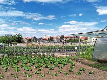 Bamberger Bürgerverein will Gärtnerflächen retten - Petition gestartet Bamberger Bürgerverein will Gärtnerflächen retten - Petition gestartet