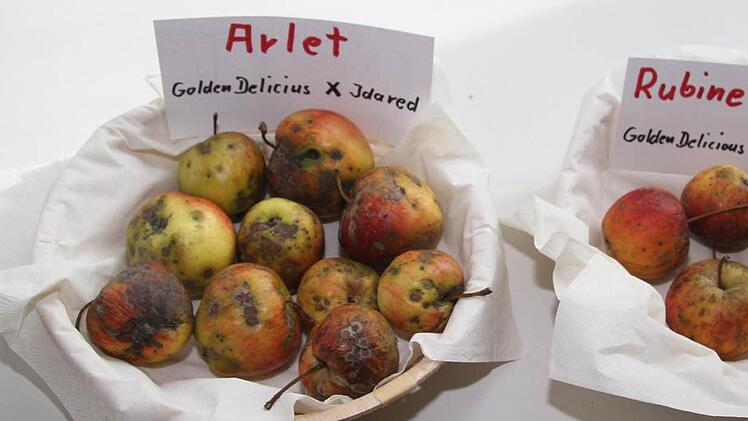 Das Apfelfest sollte nicht nur die schönen Seiten der heimischen Äpfel zeigen, sondern der Kreisvorsitzende der Gartenbauvereine, Günter Reif machte auch auf Anbaufehler aufmerksam. Marktsorten eigenen sich gar nicht für den heimischen Garten.