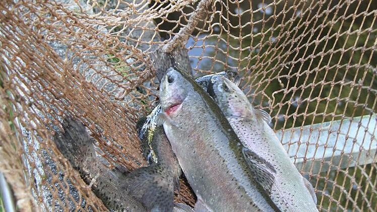 Forellen und Karpfen werden täglich frisch mit dem Netz aus klarem Wasser herausgeholt. Vor allem bei Karpfen ist es wichtig, dass sie rund eine Woche in klarem Wasser schwimmen können, dann schmecken sie auch kein bisschen modrig.