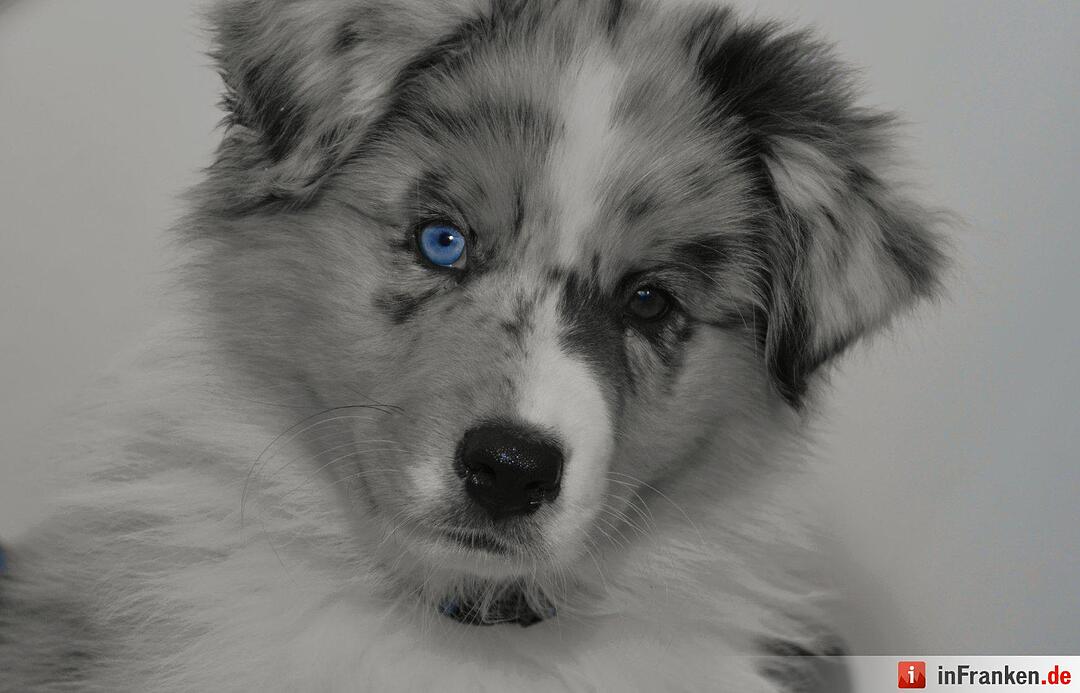 Auf den Hund gekommen: Die schönsten fränkischen Hunde unserer Nutzer