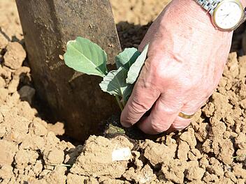 Auf seinem Acker baut Jupp Schröder - Gärtner aus Leidenschaft - viele verschiedene Gemüse und Salate an. Jetzt ist die beste Zeit zum Säen und Pflanzen. Foto: Dagmar Besand