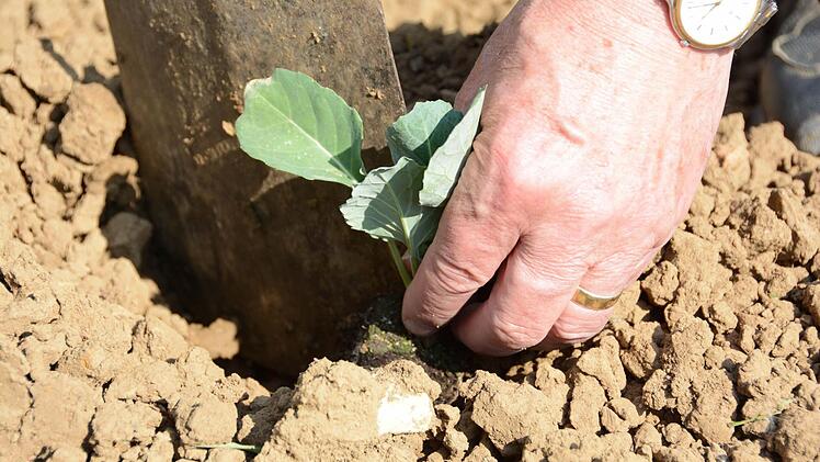 Auf seinem Acker baut Jupp Schröder - Gärtner aus Leidenschaft - viele verschiedene Gemüse und Salate an. Jetzt ist die beste Zeit zum Säen und Pflanzen. Foto: Dagmar Besand