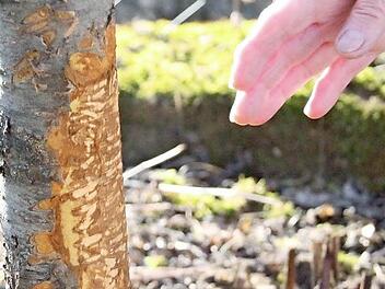 Bei diesem Aprikosenbaum wurde die Schale fast rund herum abgenagt.