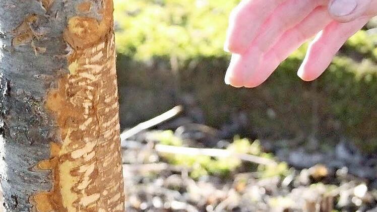 Bei diesem Aprikosenbaum wurde die Schale fast rund herum abgenagt.