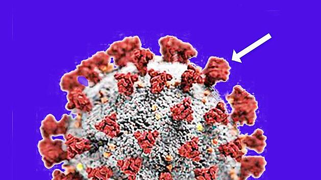 Biochemische Kriegsf&uuml;hrung: Die "Krone" ist gleichzeitig die Achillesferse des Coronavirus. Bei den Spikes (wei&szlig;er Pfeil), die die "Krone" (rot) bilden, handelt es sich um Proteine (Eiwei&szlig;e), mit denen das Virus an die menschliche Wirtszelle andockt. Man impft nun Menschen mit einem RNA-St&uuml;ck aus der Erbsubstanz des Virus. Diese RNA bringt die menschliche Zelle dazu, Spike-Proteine in gro&szlig;en Mengen herzustellen. Unser Immunsystem erkennt, dass es sich dabei um fremde Eiwei&szlig;e handelt. Gegen di...