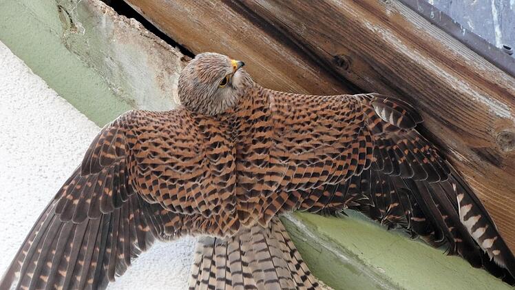 Dort befand sich der Turmfalke in großer Not: Er steckte fest. Foto: Wolfgang Krawczyk