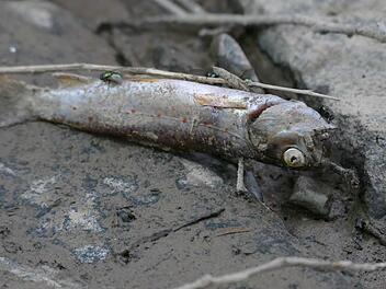 Ein toter Fisch im ausgetrockneten Buchbach. Foto: Cordula Kelle-Dingel