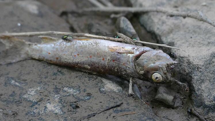 Ein toter Fisch im ausgetrockneten Buchbach. Foto: Cordula Kelle-Dingel