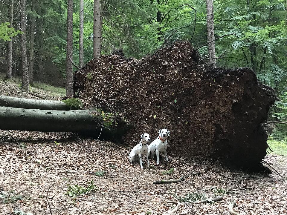 Die schönsten Herbstfotos aus Forchheim und Umgebung