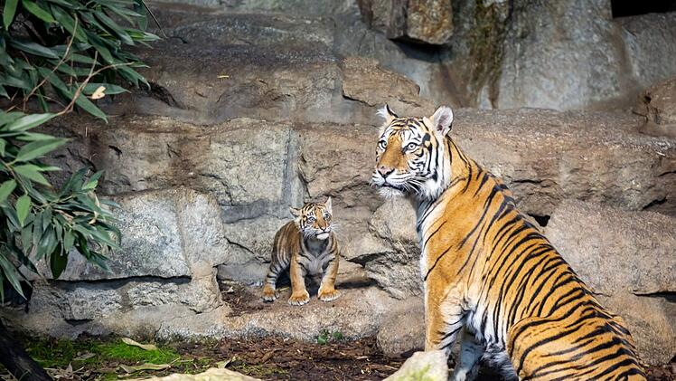 Sumatra-Tiger-Jungtier im Tierpark Berlin