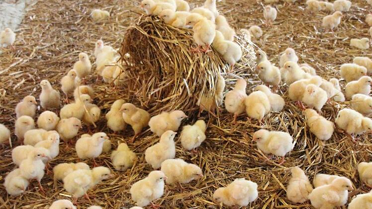 Die Küken haben viel Platz im Stall.  Foto: Friedwald Schedel