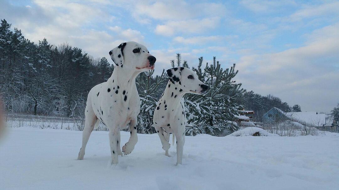 Schnee und Eis - Die schönsten Aufnahmen aus Franken