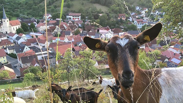 Ziegen leisten einen großen Beitrag zum Landschaftsschutz, wenn sie allerdings Weinbergsmauern und Böschungen beschädigen oder Obstbäume entrinden, ärgert das Grundstücksbesitzer. Foto: Ralf Ruppert
