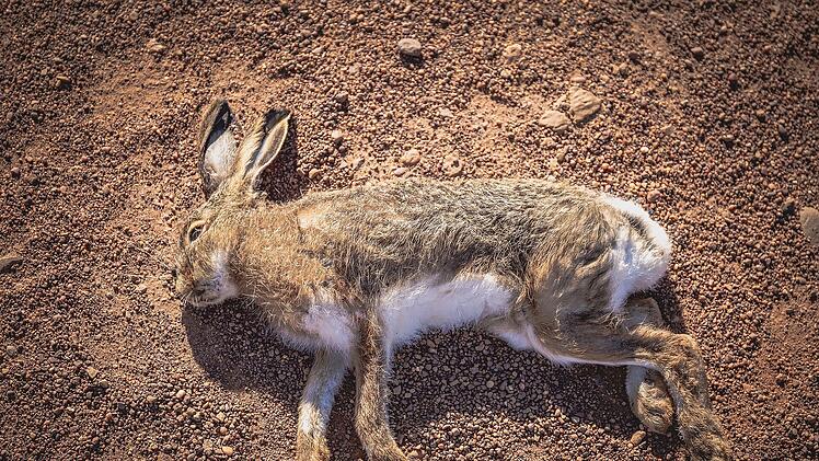 Die Hasenpest in den Haßbergen aufgetaucht. Die Tierseuche ist nicht nur für Nager gefährlich.
