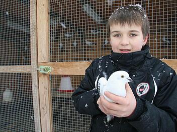Nils Becker aus Mainleus mit einer seiner preisgekrönten "Eistauben gehämmert". Das bedeutet, dass die Tiere schwarz-weiß gemusterte Flügel haben. Schon seit mehr als fünf Jahren züchtet der neunjährige Jugendeuropameister. Fotos: Sonja Adam und Friedrich Müller
