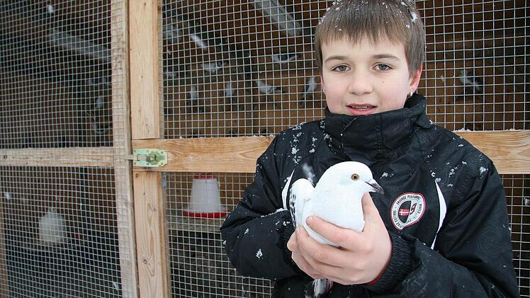 Nils Becker aus Mainleus mit einer seiner preisgekrönten "Eistauben gehämmert". Das bedeutet, dass die Tiere schwarz-weiß gemusterte Flügel haben. Schon seit mehr als fünf Jahren züchtet der neunjährige Jugendeuropameister. Fotos: Sonja Adam und Friedrich Müller