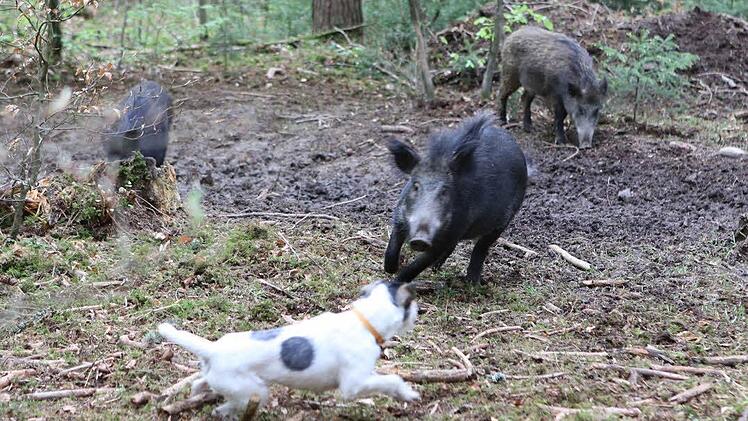Ein Schwein der Rotte ist abgestellt, um den Hund im Blick zu behalten.  Foto: Barbara Herbst